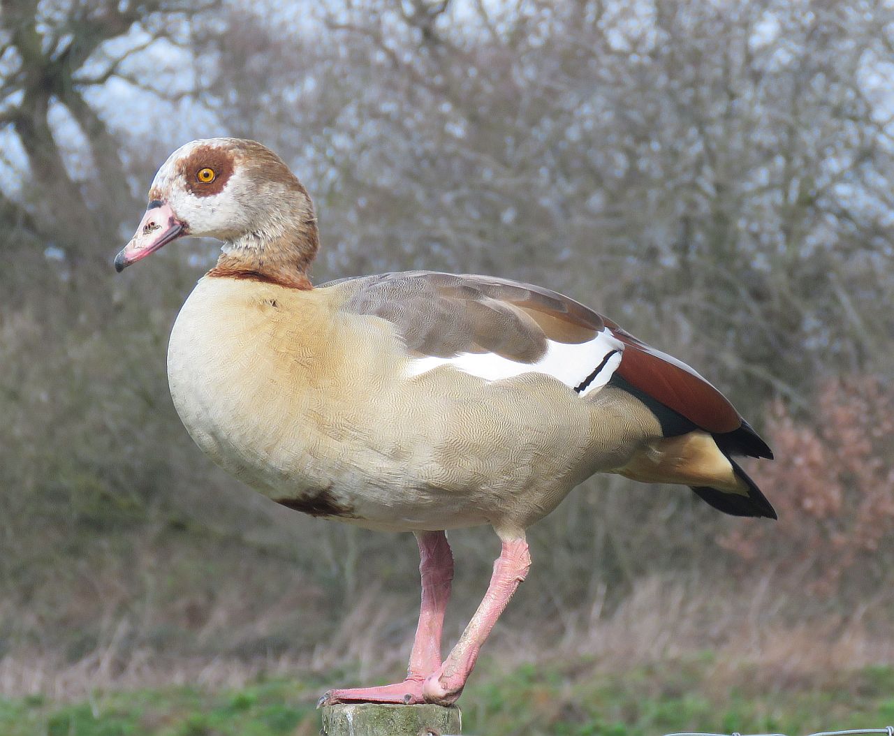  Egyptian Goose 